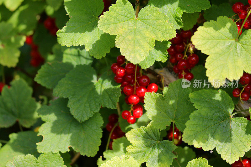 夏天的水果和蔬菜花园，在阳光下生长着红醋栗(ribes rubrum)，茎/叶上挂着一串串成熟的红色浆果，夏天的水果与醋栗/醋栗科有关